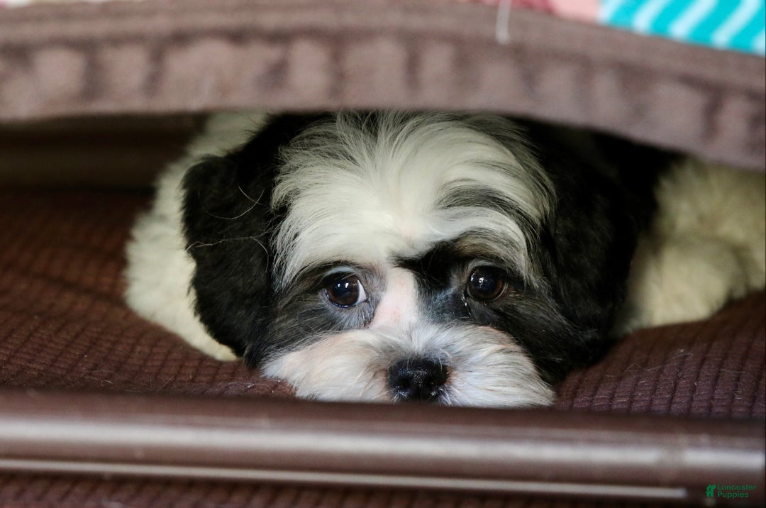Shihpoo dogs for sale: Oliver - Ad 11