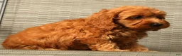 Cockapoo dogs for sale: Angel - Ad 6