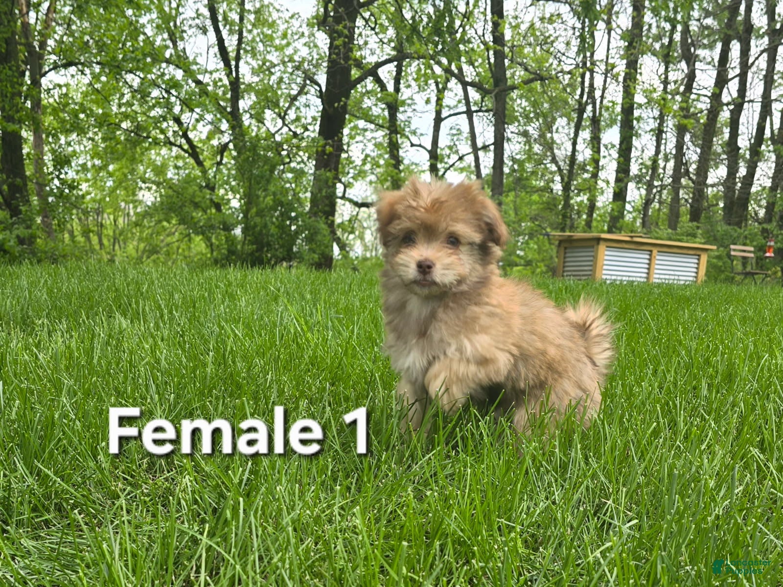 Havanese dogs Havanese Puppy 1 - Ad 20