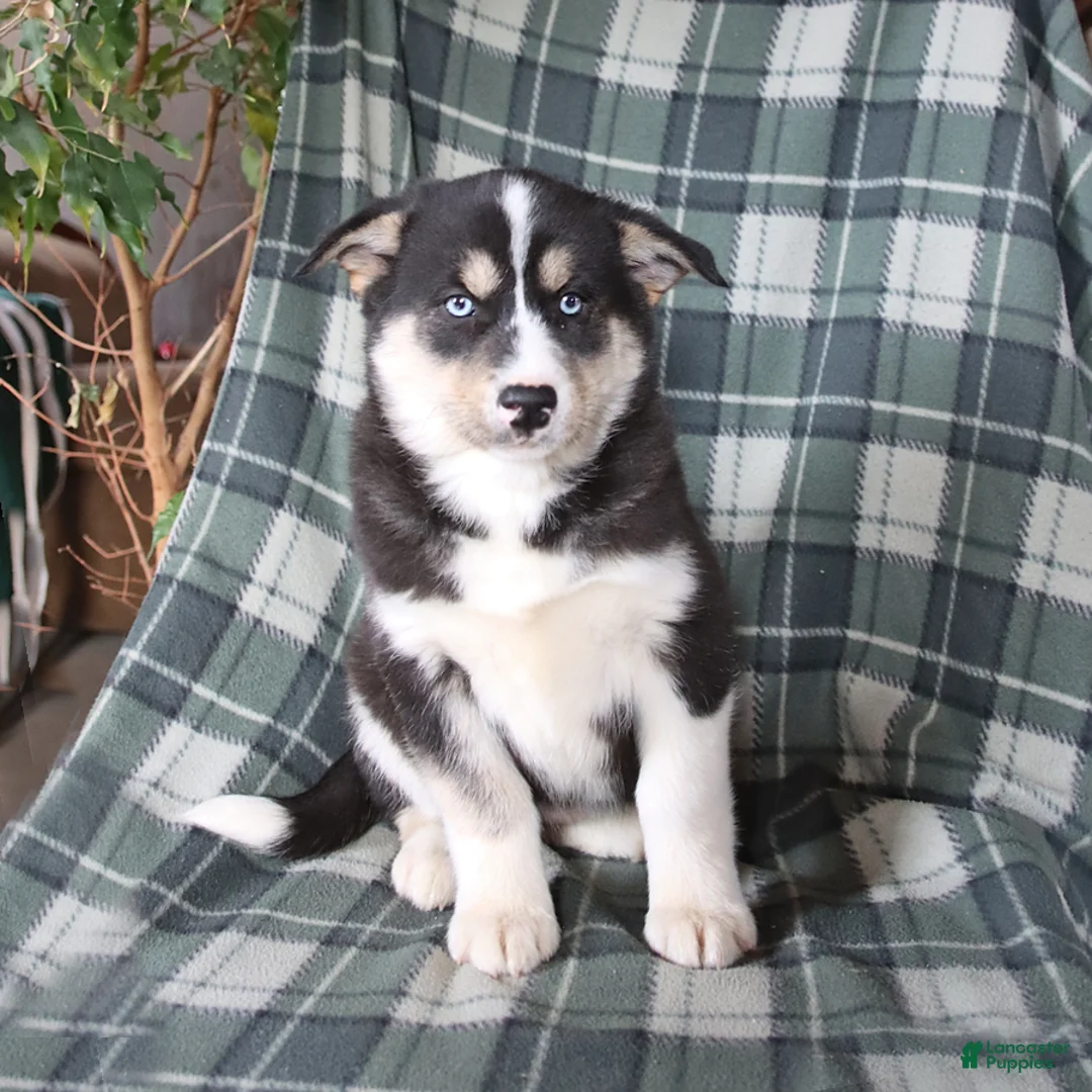 Mixed Breed dogs for sale: Savannah - Ad 1