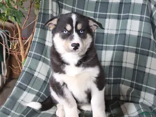 Mixed Breed dogs for sale: Savannah - Ad 2