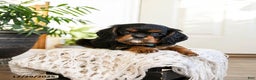 Cavalier King Charles Spaniel dogs for sale: Vanilla - Ad 2