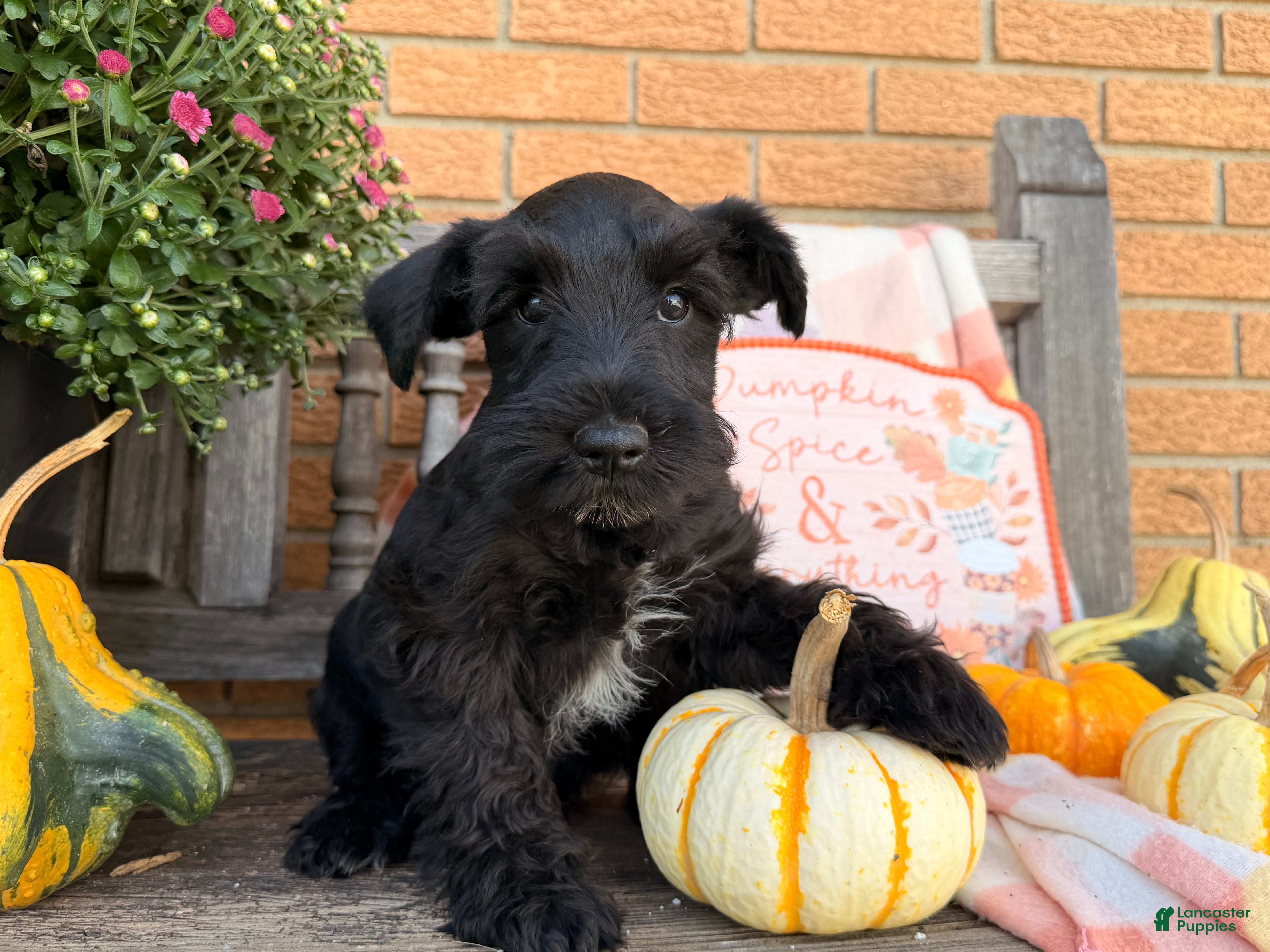Miniature Schnauzer dogs Marley - Ad 2