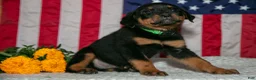 Rottweiler dogs for sale: Tater - Ad 2
