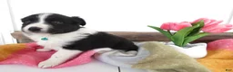 Border Collie dogs for sale: Border Collie Puppy 4 Nelly - Ad 1