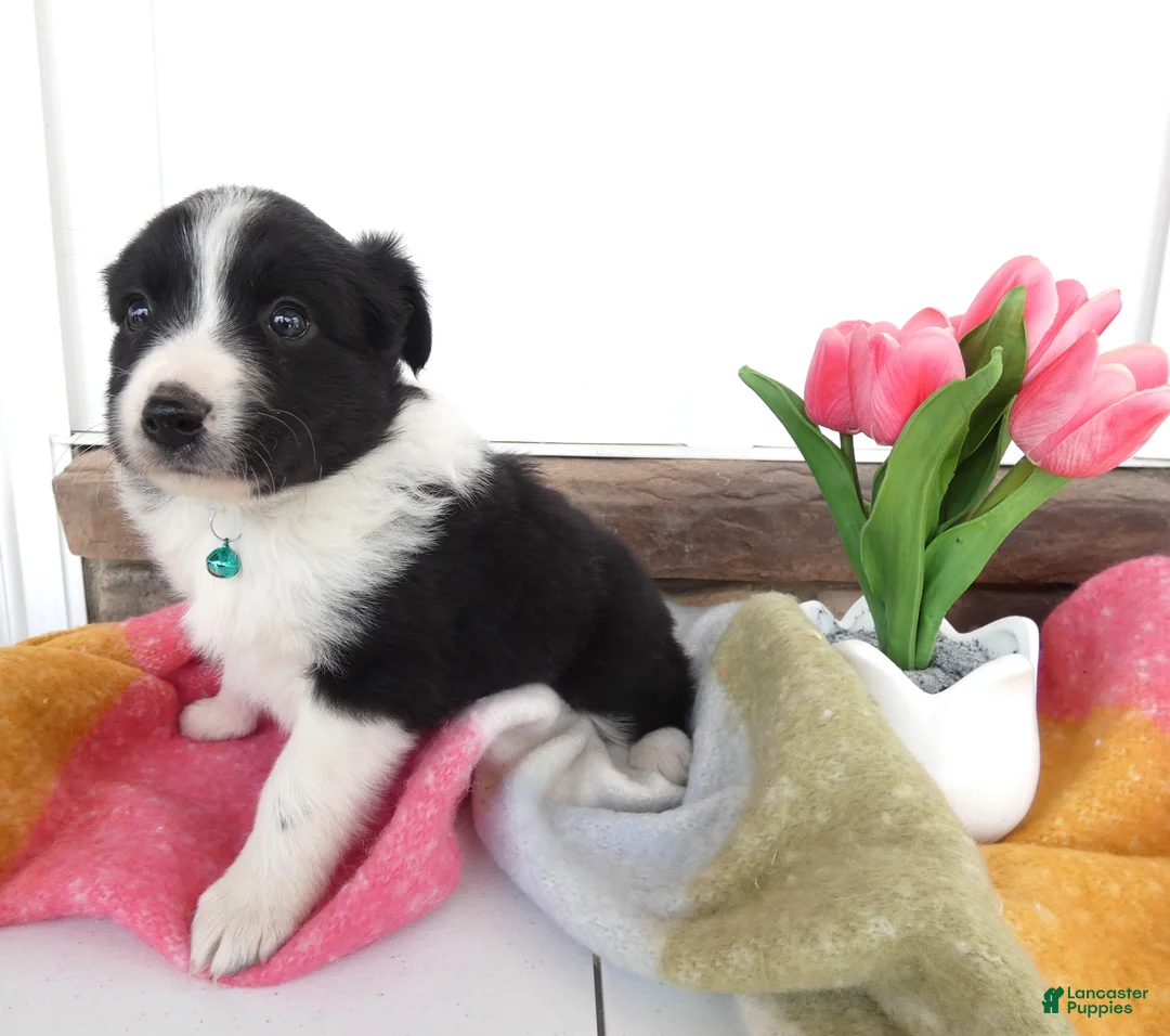 Border Collie dogs for sale: Border Collie Puppy 4 Nelly - Ad 1