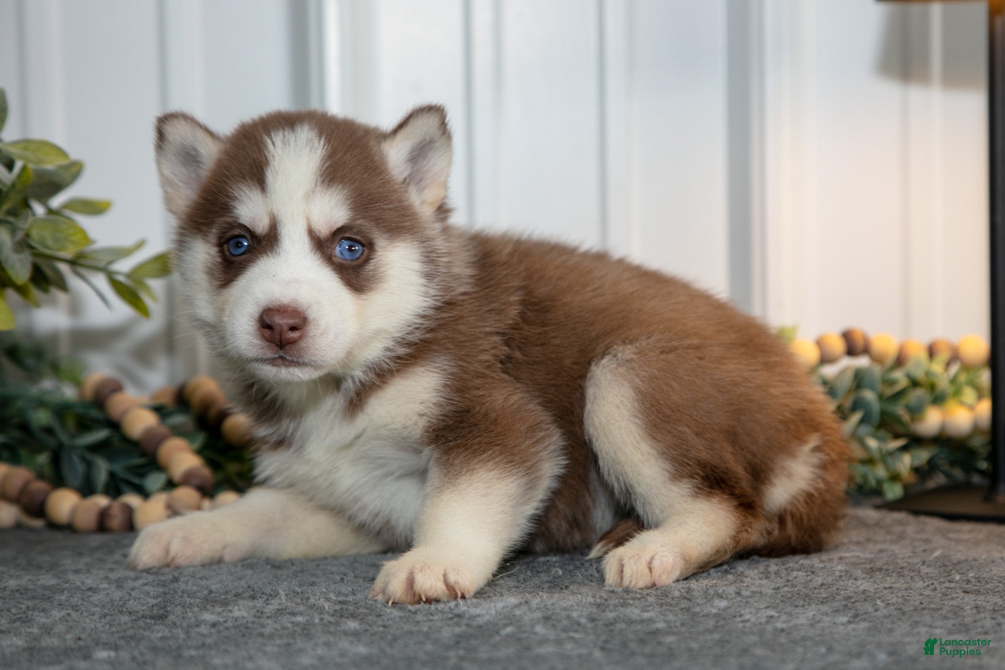 Siberian Husky dogs Tilly - Ad 35
