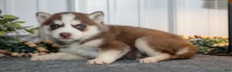 Siberian Husky dogs for sale: Tilly - Ad 1