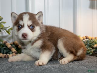 Siberian Husky dogs Tilly - Ad 13