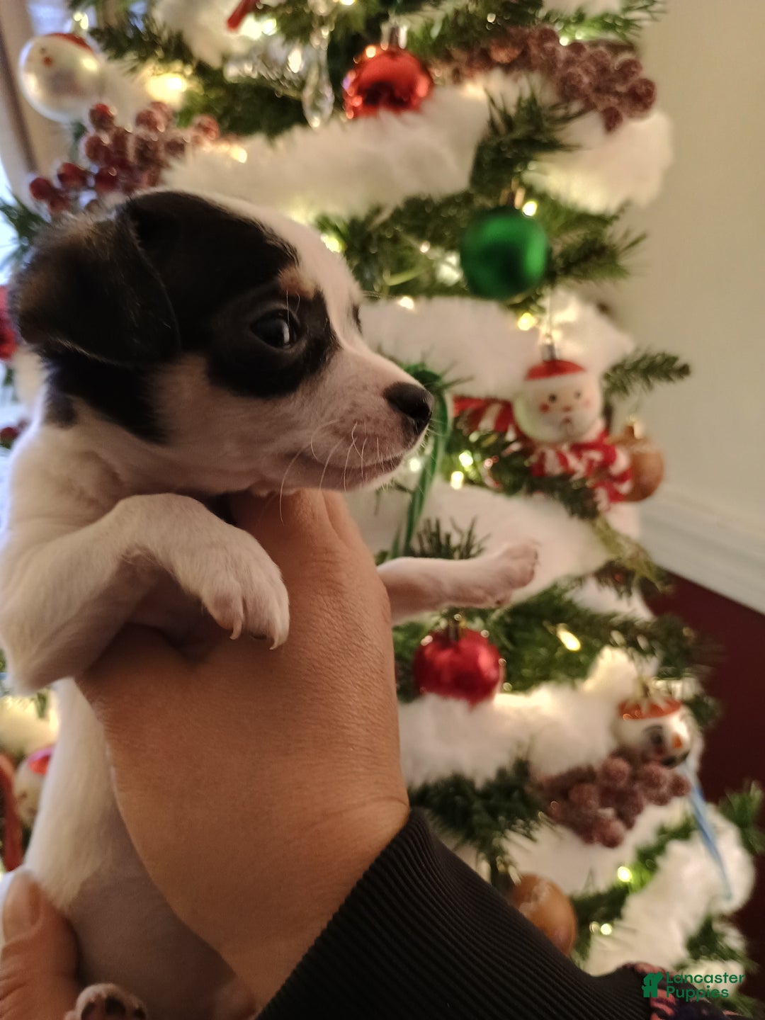 Chihuahua dogs for sale: Coal t-cup  - Ad 5