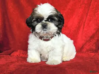 Lhasa Apso dogs Lucy - Ad 5