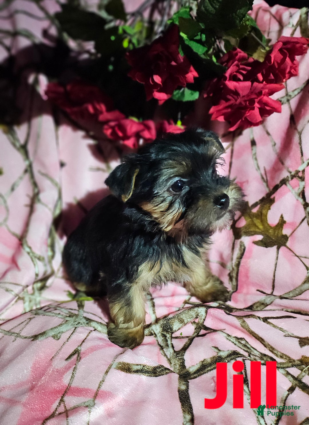 Morkie dogs for sale: Jill - Ad 8