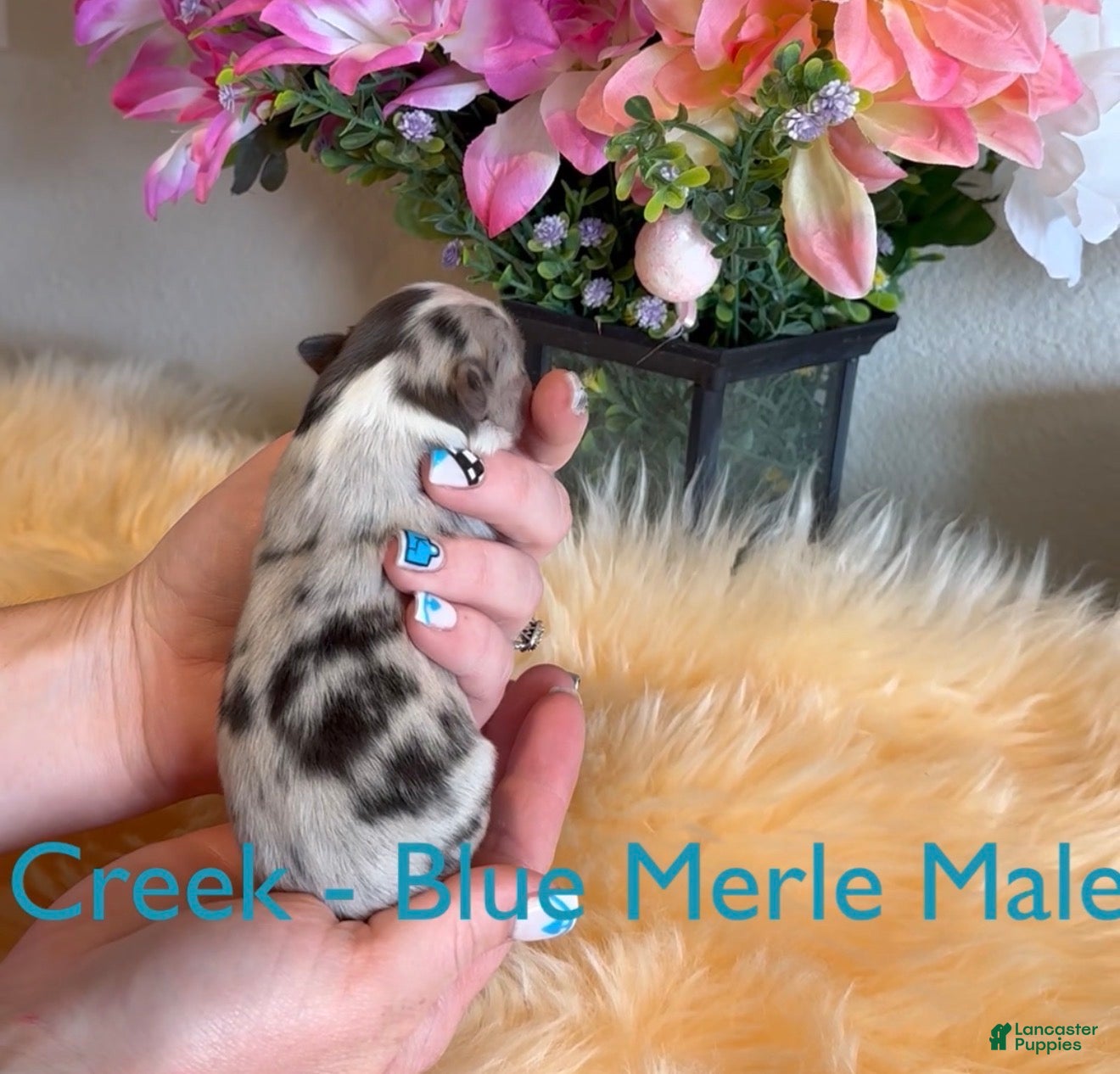 Australian Shepherd dogs Creek blue merle male - Ad 1