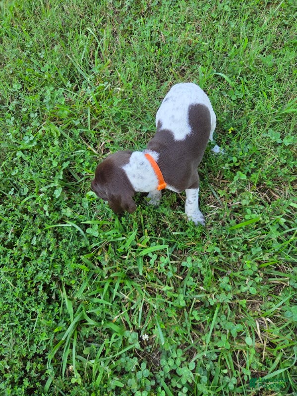 German Shorthaired Pointer dogs Orange Collar Boy - Ad 16