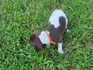 German Shorthaired Pointer dogs Orange Collar Boy - Ad 16