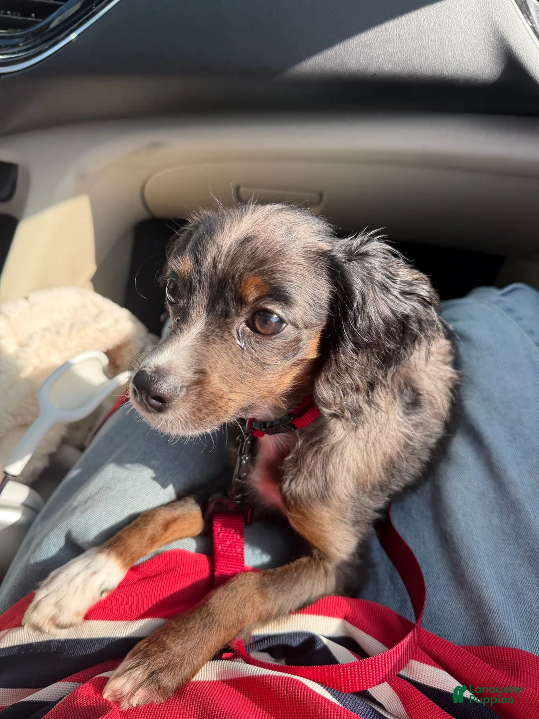 Cavapoo dogs for sale: Winston - Ad 2