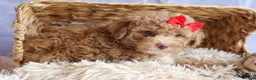 Miniature Poodle dogs for sale: ANDREW - Ad 13