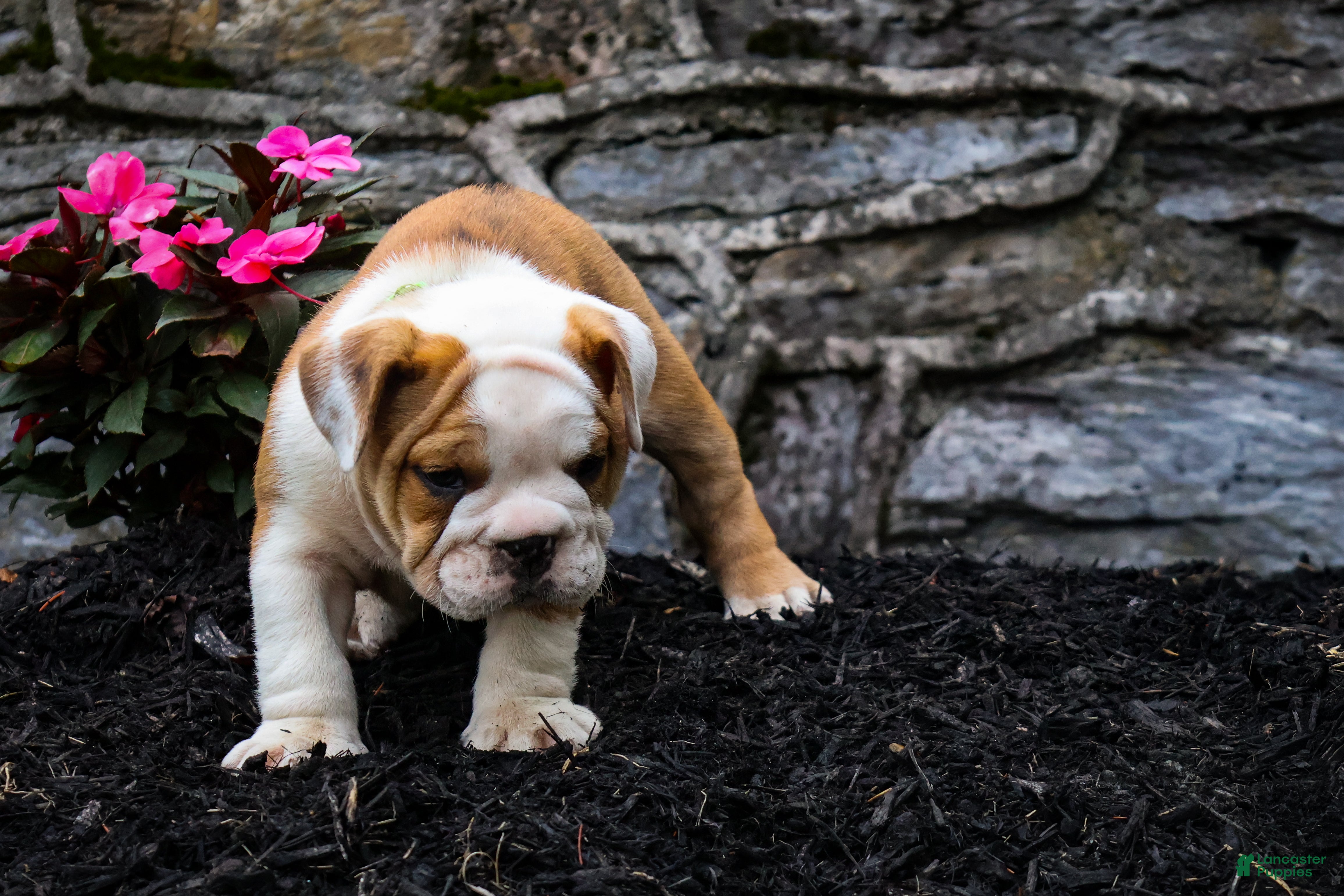English Bulldog dogs Daxter - Ad 1