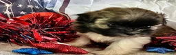 Shih Tzu dogs for sale: Zane - Ad 15