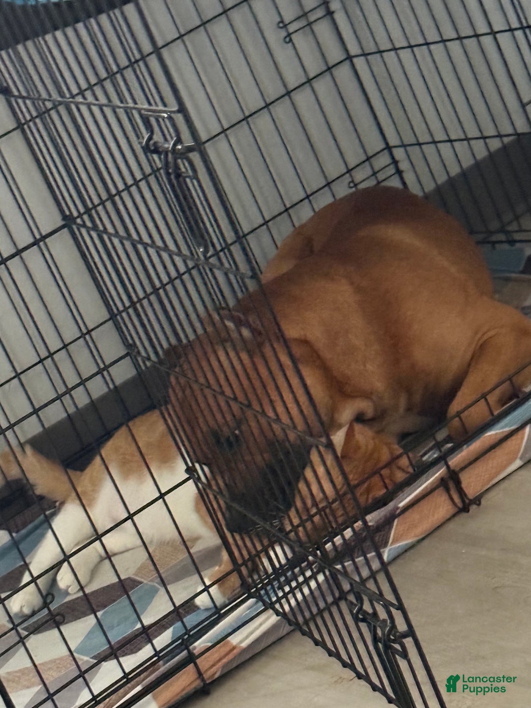 American Bully dogs for sale: American Bully  - Ad 3