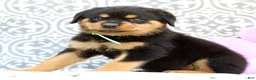 Rottweiler dogs for sale: Micky - Ad 3