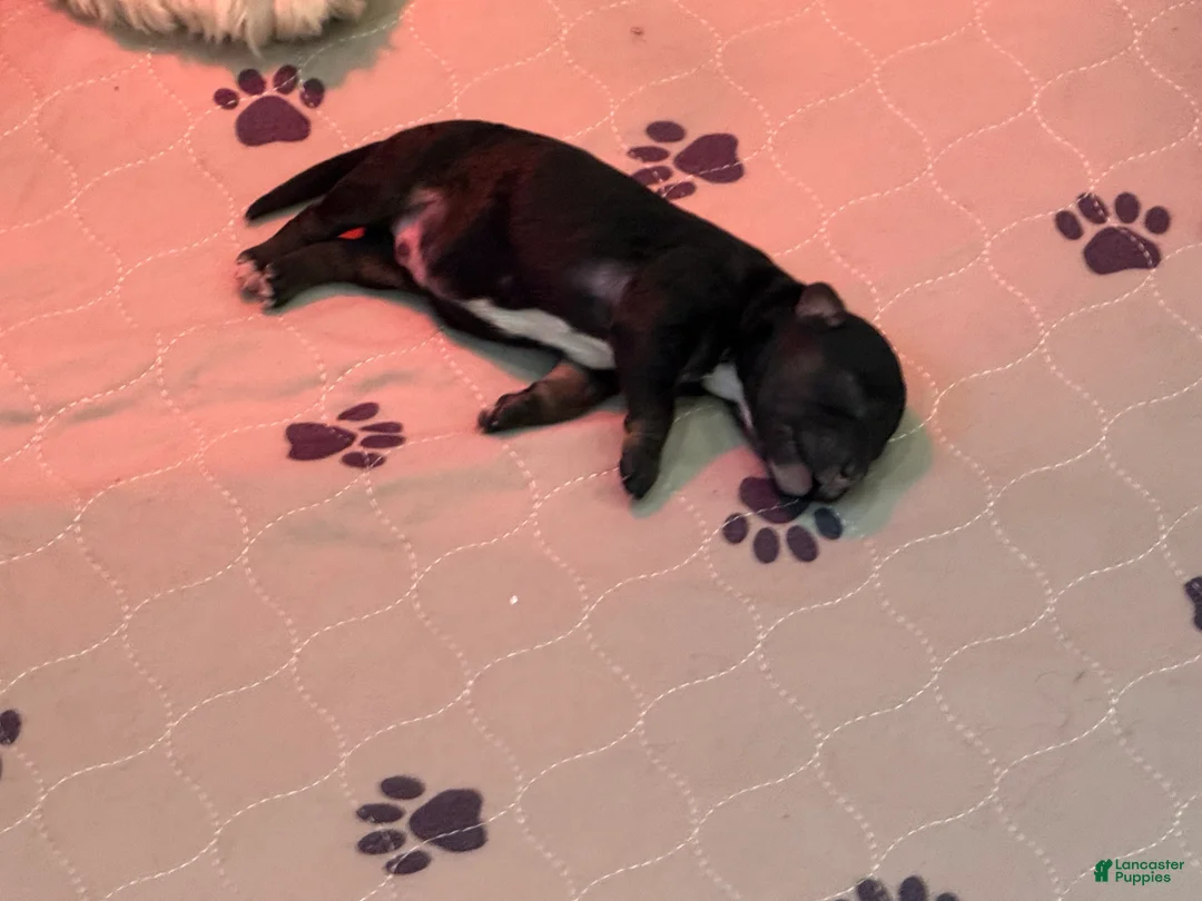 Mini Bernedoodle dogs for sale: Axel - Ad 2