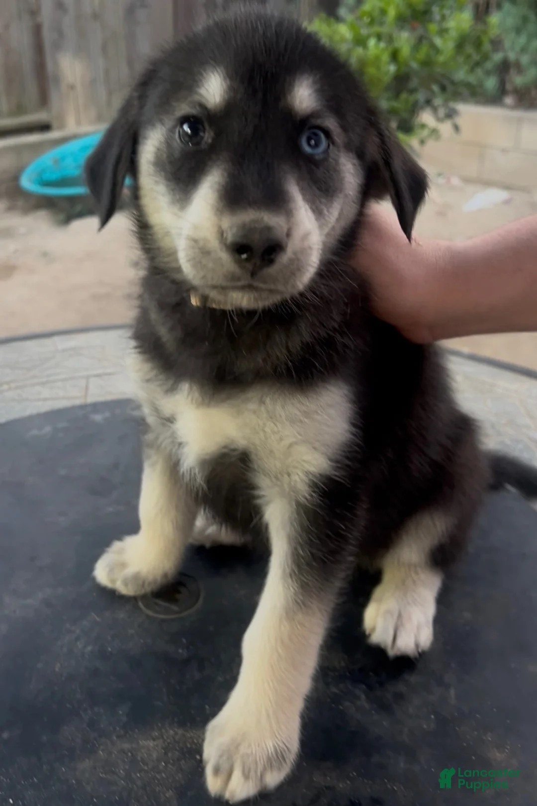 Goberian dogs for sale: Goberian Puppy 9 (White) - Ad 2