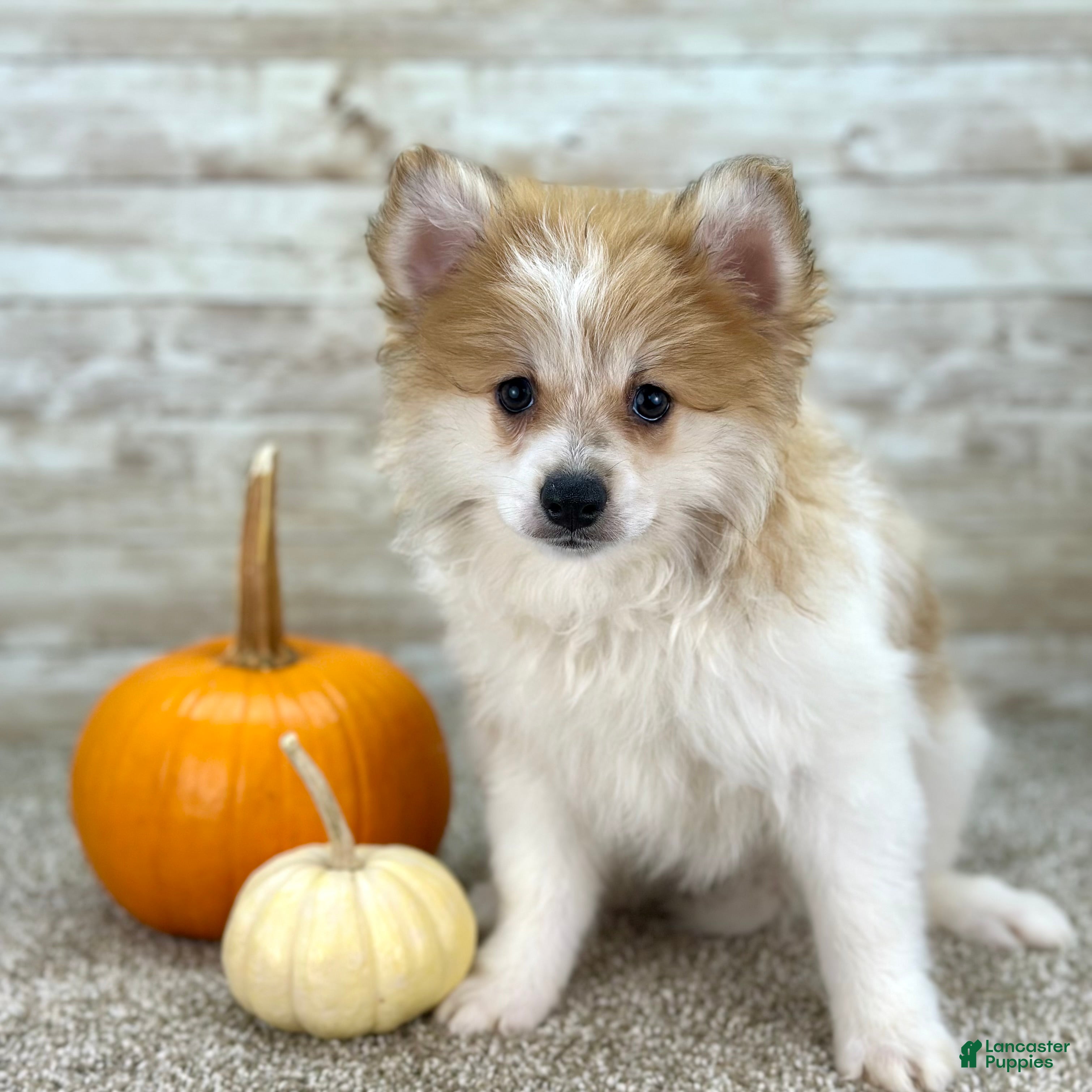 Pomeranian dogs Rocky - Ad 28