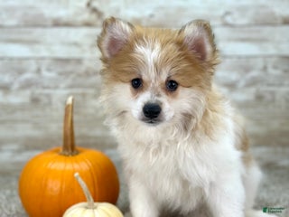 Pomeranian dogs Rocky - Ad 34