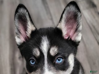 Siberian Husky dogs Siberian Husky Puppy 4 - Ad 17