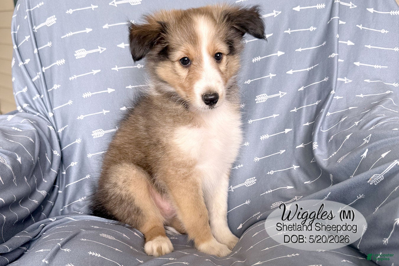 Shetland Sheepdog dogs Wiggles - Ad 1