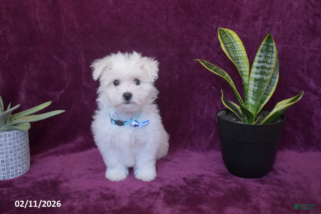 Maltese dogs for sale: Jaylon - Ad 7