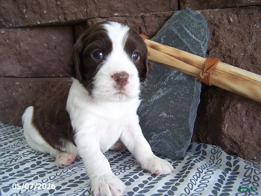 English Springer Spaniel dogs Buddy - Ad 4