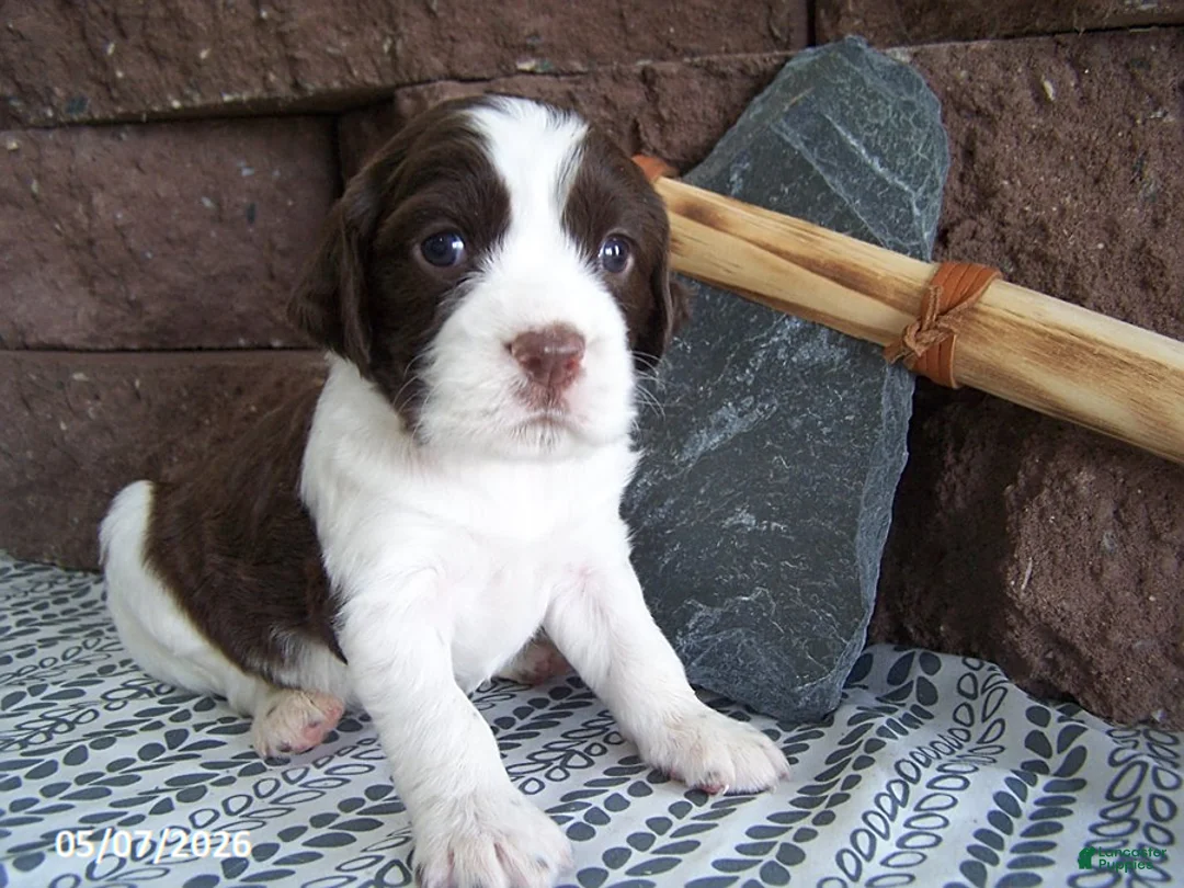 English Springer Spaniel dogs for sale: Buddy - Ad 1