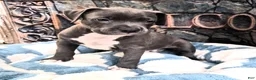 American Bully dogs for sale: "DMX" LAST ONE - Ad 4