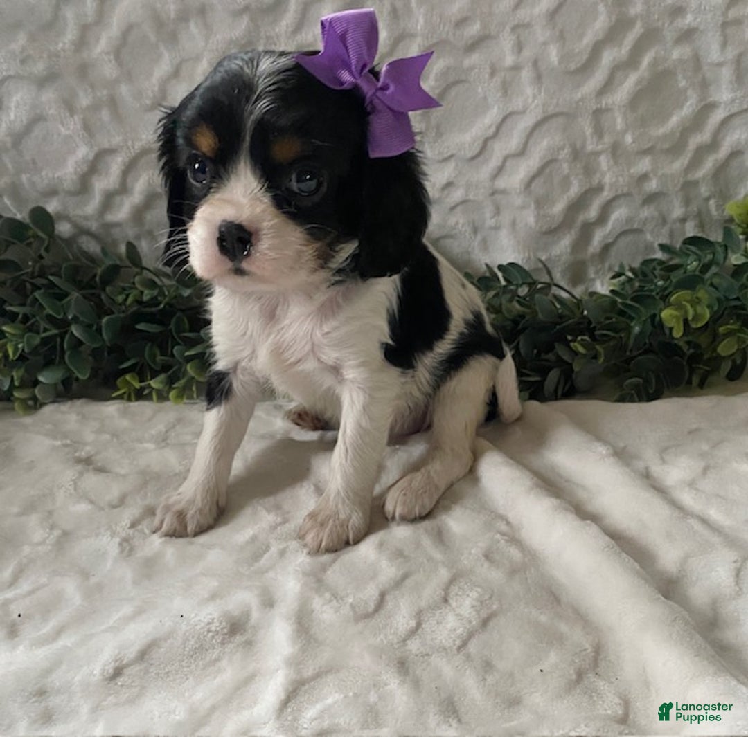 Cavalier King Charles Spaniel dogs for sale: Gabby- black tricolor - Ad 1