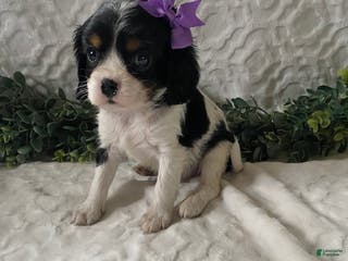 Cavalier King Charles Spaniel dogs Gabby- black tricolor - Ad 6