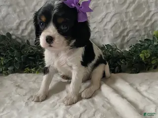 Cavalier King Charles Spaniel dogs Gabby- black tricolor - Ad 12