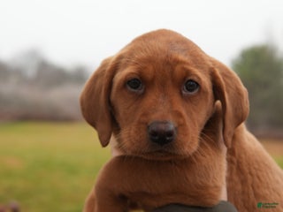 Labrador Retriever dogs Molly - Ad 16