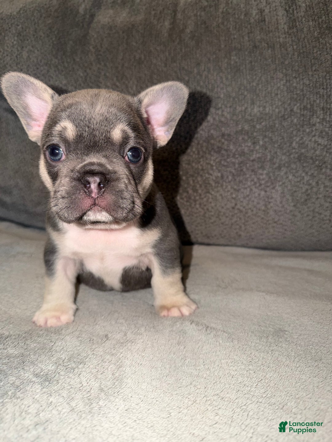 French Bulldog dogs for sale: Tito - Ad 4
