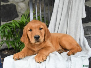 Golden Retriever dogs - Ad 33