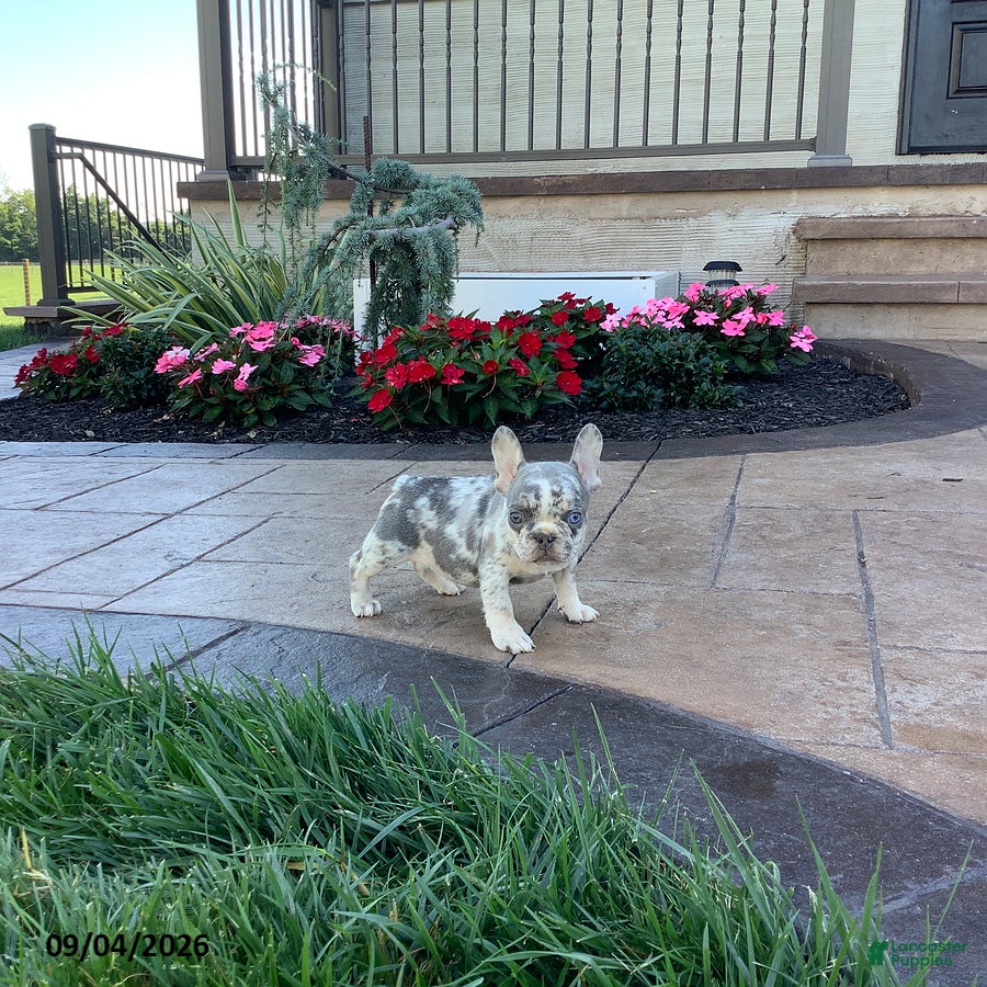 French Bulldog dogs for sale: Poppy - Ad 2
