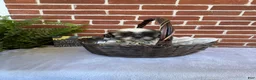 Shih Tzu dogs for sale: Peggy Sue  - Ad 3