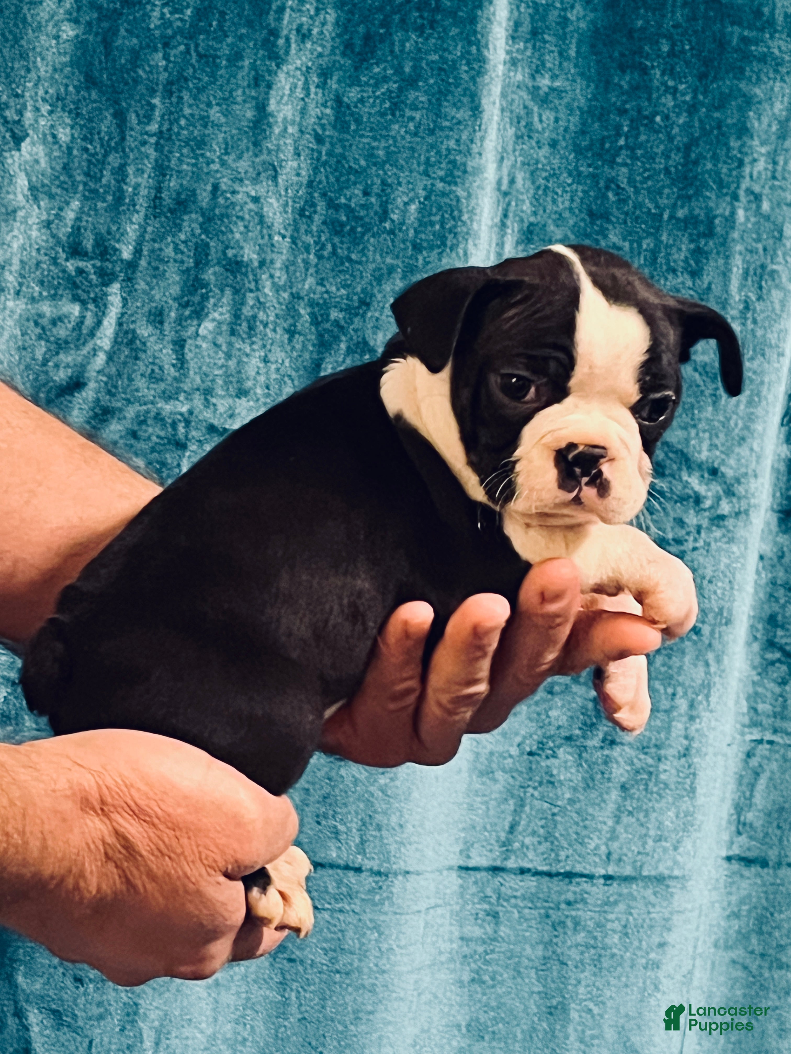 Boston Terrier dogs Boston Terrier Puppy 1 - Ad 2