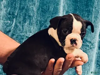 Boston Terrier dogs Boston Terrier Puppy 1 - Ad 2