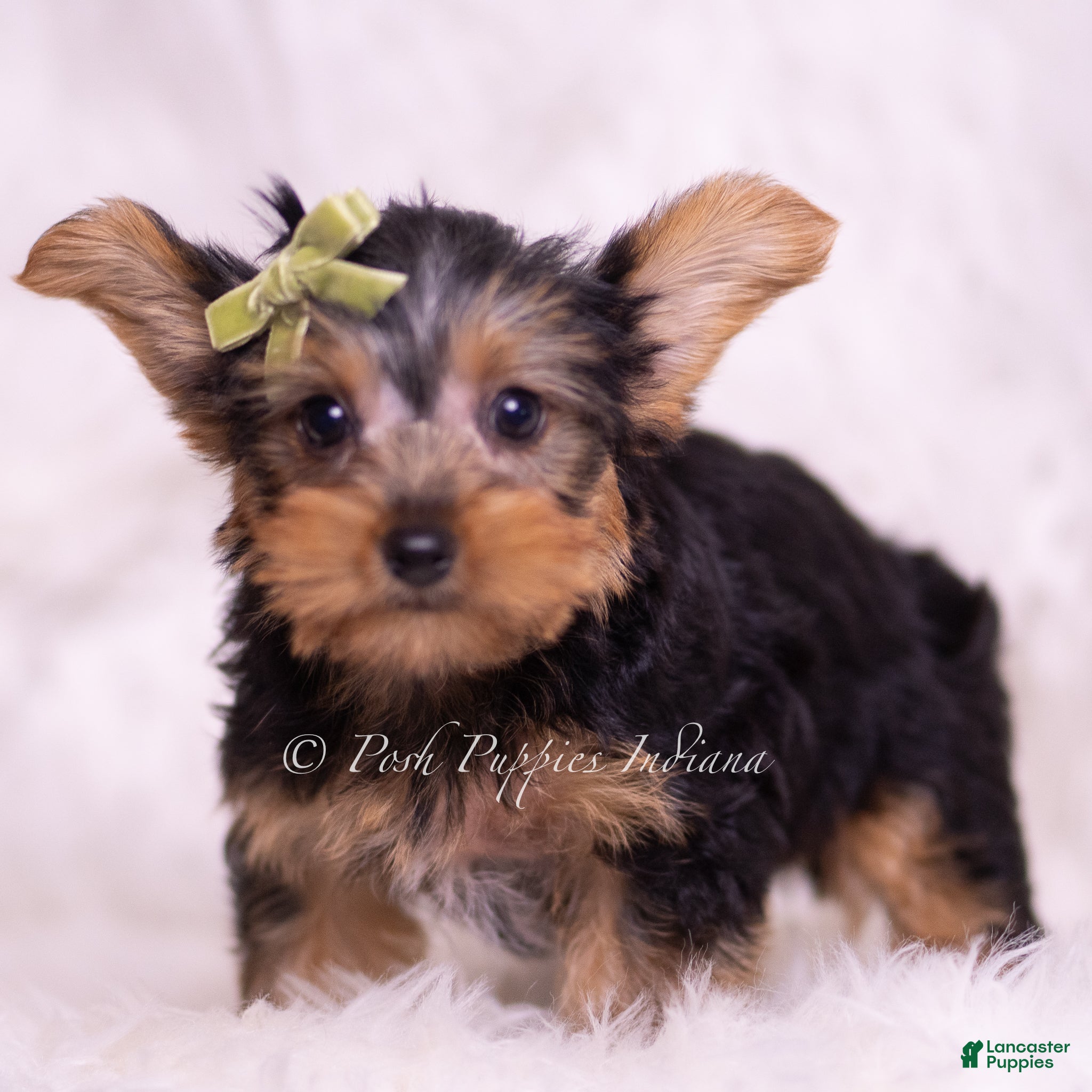 Yorkshire Terrier dogs Skittles - Ad 36