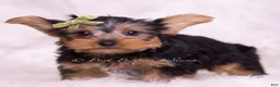 Yorkshire Terrier dogs for sale: Skittles - Ad 3