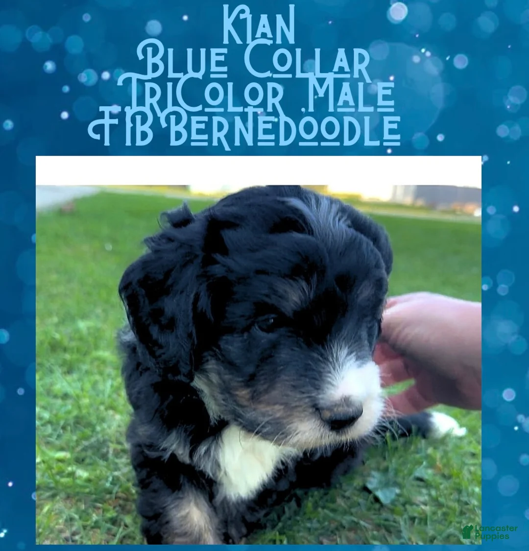 Mini Bernedoodle dogs for sale: Kian “Blue Collar” Male - Ad 25