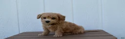 Bichpoo dogs for sale: Kevin 🐶✨ - Ad 36