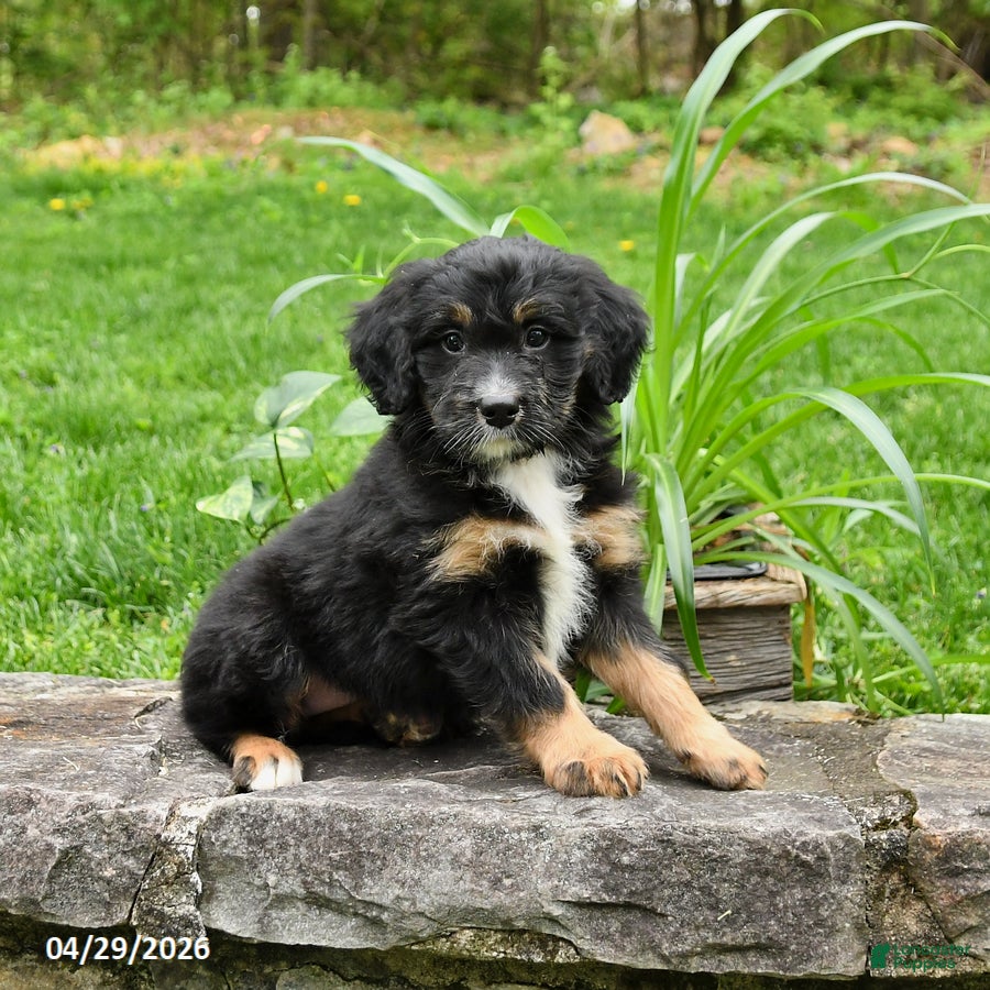 Mini Bernedoodle dogs for sale: Lucy - Ad 2